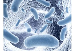 Microbiote-un-site-pour-tout-savoir-sur-les-100-000-milliards-de-bacteries-que-nous-hebergeons_exact441x300